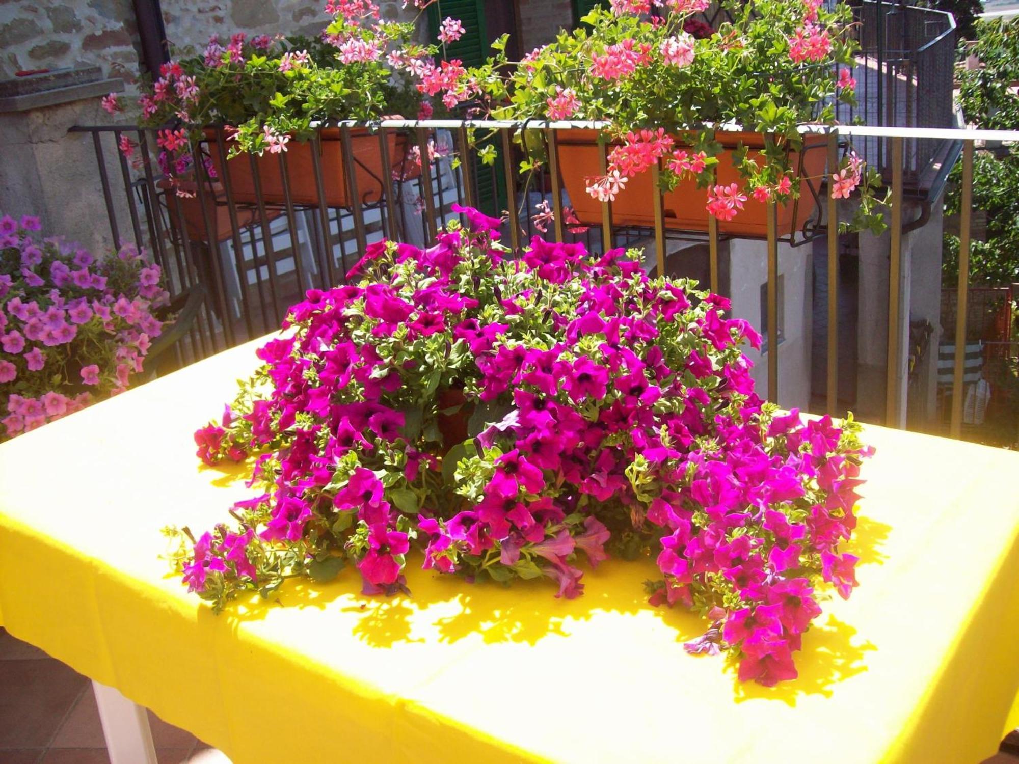Bed and Breakfast La Terrazza Fio...Rita Ripa Exteriér fotografie